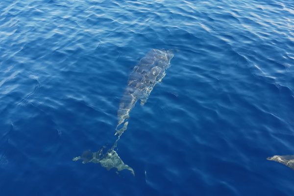 Dolphin_Bob_Bunaken_Marine_Park