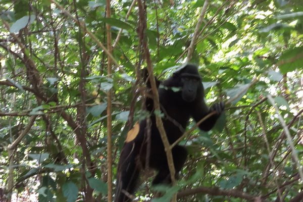 Tangkoko_Nature_Reserse_Bitung_North_Sulawesi