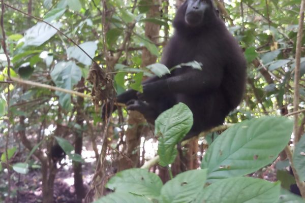 Tangkoko_Nature_Reserse_Bitung_North_Sulawesi