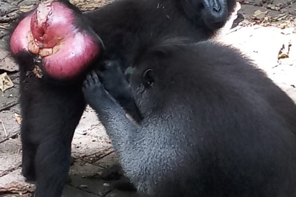 Tangkoko_Nature_Reserse_Bitung_North_Sulawesi