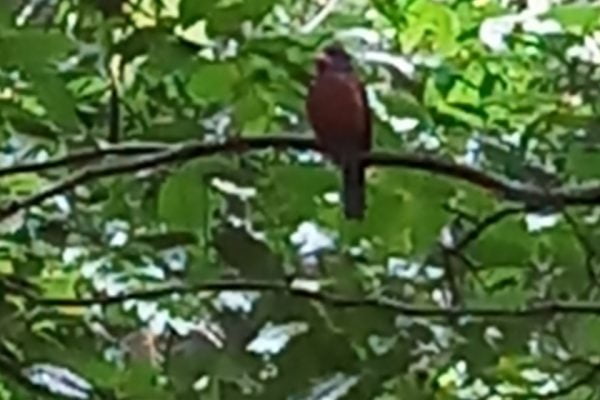 Green_Backed_King_Fisher_Tangkoko_Nature_Reserve_Bitung_North_Sulawesi