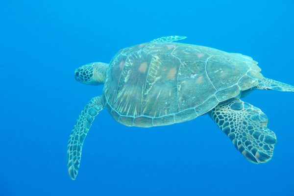 Green_Sea_Turtle_Lekuan_One_Bunaken_Marine_Park_North_Sulawesi