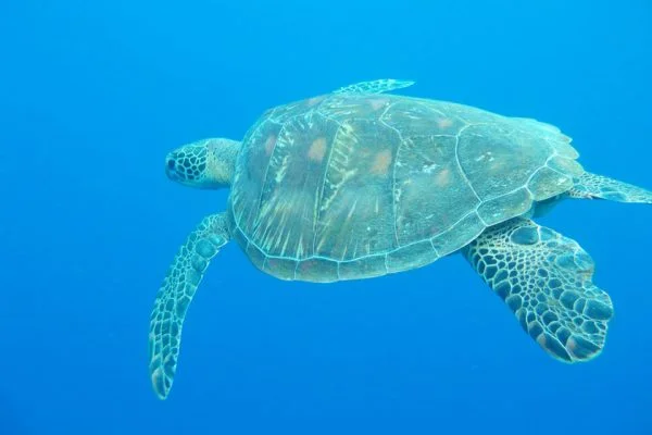 Green_Sea_Turtle_Lekuan_One_Bunaken_Marine_Park_North_Sulawesi