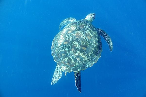 Green_Sea_Turtle_Bunaken_Marine_Park_North_Sulawesi