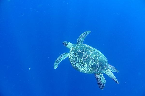 Snorkeling_Lekuan_One_Bunaken_Marine_Park