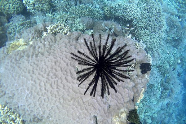 Snorkeling_Lekuan_One_Bunaken_Marine_Park