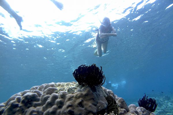 Snorkeling_Lekuan_One_Bunaken_Marine_Park