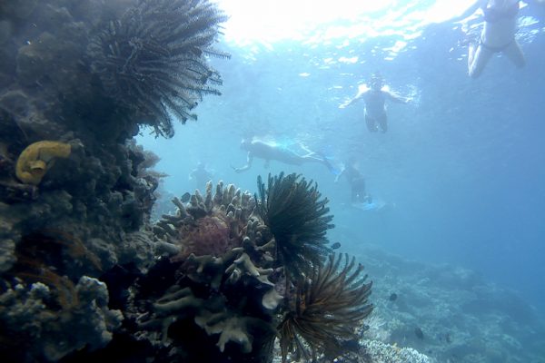 Bob_Snorkeling_Bunaken_Marine_Park