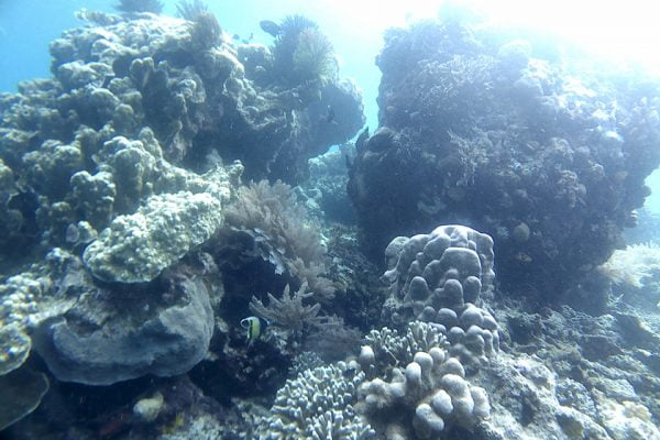 Snorkeling_Bob_Bunaken_Marine_Park