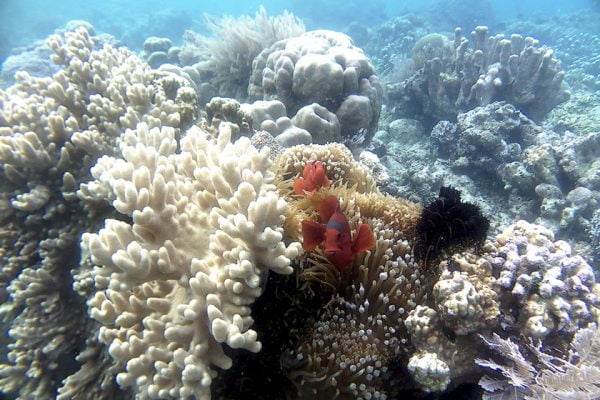 Snorkeling_Siladen_Reef_Bunaken_Marine_Park