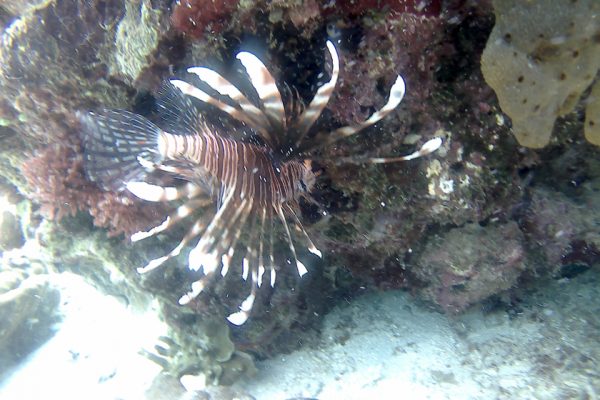 Lion_Fish_Siladen_Reef_Bunaken_Marine_Park