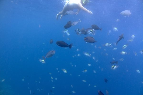 Snorkeling_Bunaken_Reef_Bunaken_Marine_Park