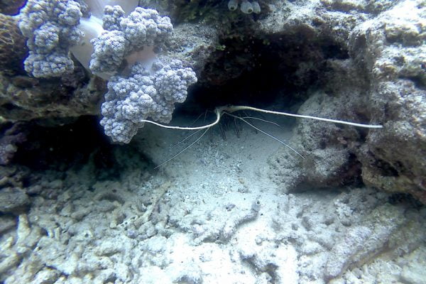 Lobster_Siladen_Reef_Bunaken_Marine_Park