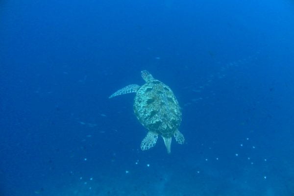 Male_Green_Sea_Turtle_Bunaken_Marine_Park