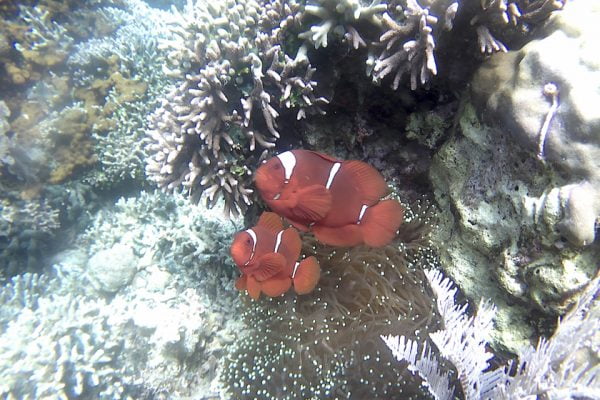 Snorkeling_Siladen_Bunaken_Marine_Park_North_Sulawesi