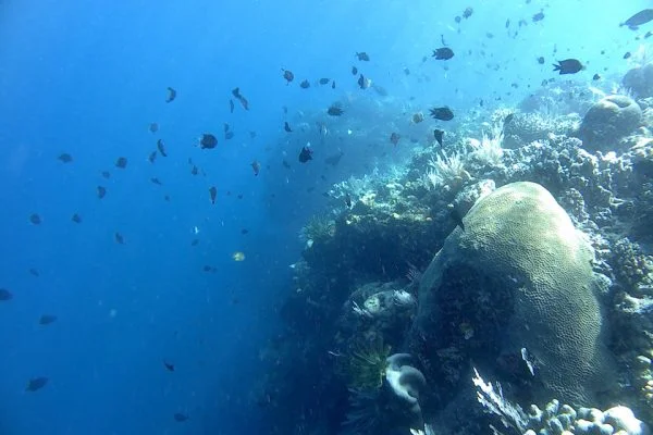Drop_Off_Wall_Lekuan_One_Bunaken_Marine_Park