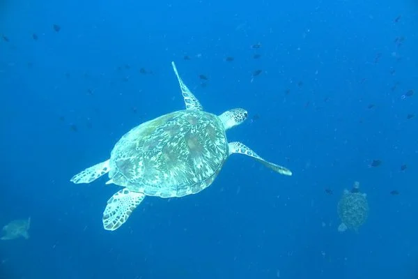 Green_Sea_Turtles_Bunaken_Marine_Park