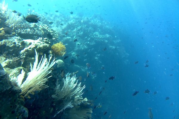 Stunging_Hydrozoan_Lekuan_One_Bunaken_Marine_Park
