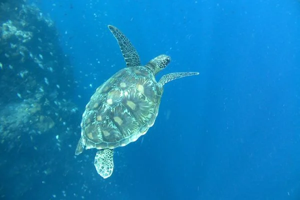 Green_Sea_Turtle_Bunaken_Marine_Park