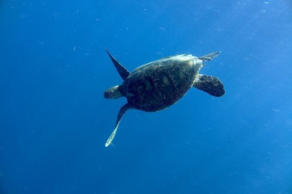 Green_Sea_Turtle_Bunaken_Marine_Park