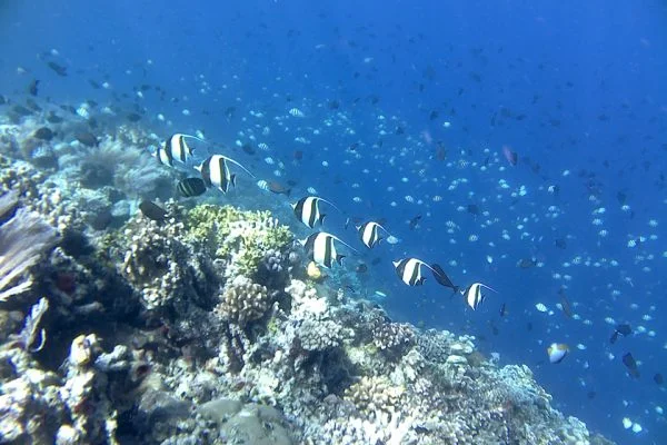 Coral_Garden_Bunaken_Marine_Park