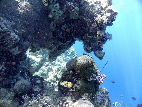 Acidians_Bunaken_Marine_Park_North_Sulawesi