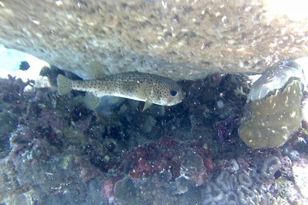 Porcupinefish_Bunaken_Marine_Park