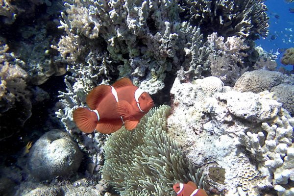 Spinecheek_Anemonefish_Bunaken_Marine_Park