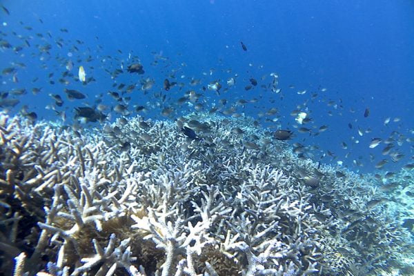 Coral_Garden_Timur_One_Bunaken_Marine_Park