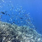 Coral_Garden_Timur_One_Bunaken_Marine_Park
