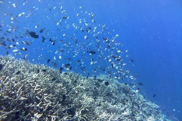Coral_Garden_Timur_One_Bunaken_Marine_Park