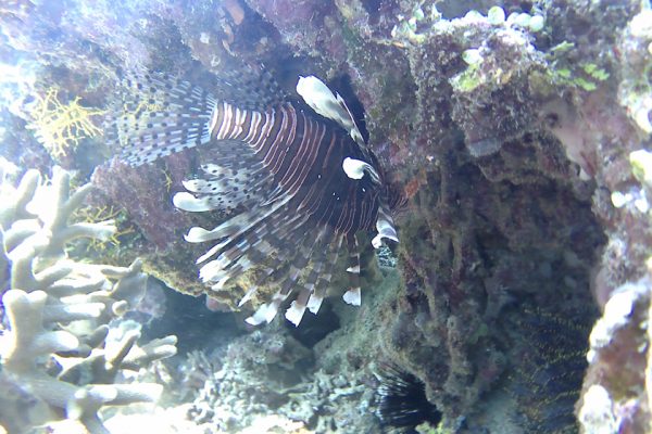 Red_Firefish_Siladen_Reef_Bunaken_Marine_Park