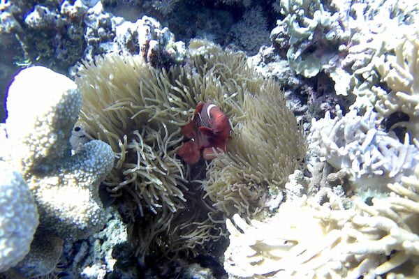 Spinecheek_Anemonefish_Siladen_Reef_Bunaken_Marine_Park