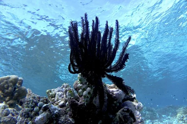Featherstar_Siladen_Reef_Bunaken_Marine_Park