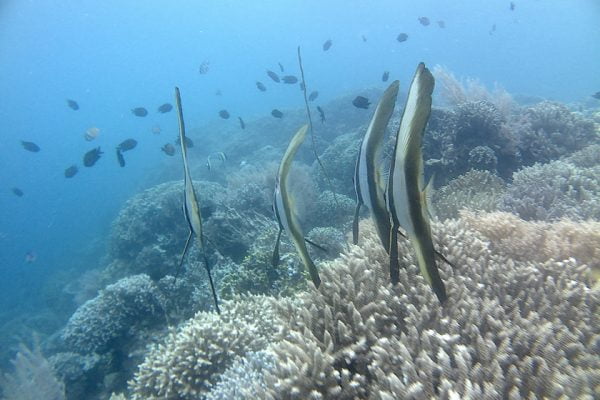 Teira Batfish_Siladen_Reef_Bunaken_Narine_Park_North_Sulawesi