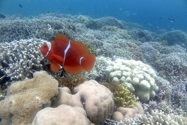 Spinecheek_Anemonefish_Siladen_Reef_Bunaken_Narine_Park_North_Sulawesi