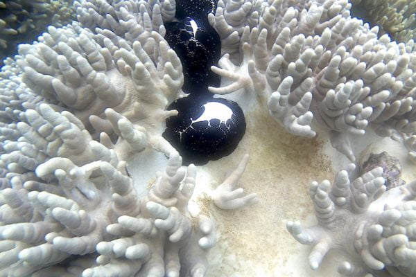 Egg_Cowrie_Siladen_Reef_Bunaken_Narine_Park_North_Sulawesi
