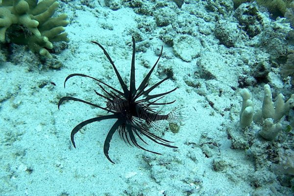 Common_Lionfish_Siladen_Reef_Bunaken_Marine_Park_North_Sulawesi