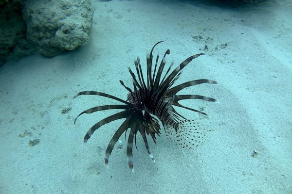 Common_Lionfish_Siladen_Reef_Bunaken_Marine_Park_North_Sulawesi