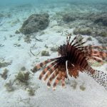 Common_Lionfish_Siladen_Reef_Bunaken_Marine_Park_North_Sulawesi
