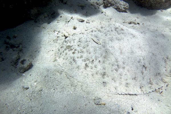 Flounder_Flatfish_Siladen_Reef_Bunaken_Marine_Park_North_Sulawesi