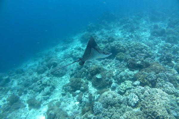 Spotted_Eagleray_Siladen_Reef_Bunaken_Marine_Park_North_Sulawesi