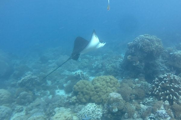 Eagleray_Siladen_Reef_Bunaken_Marine_Park_North_Sulawesi