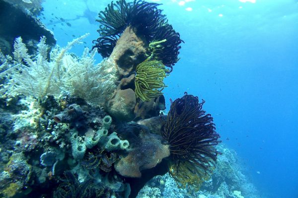 Feather_Stars_Siladen_Reef_Bunaken_Marine_Park_North_Sulawesi