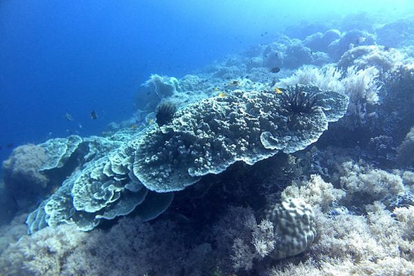 Healthy_Corals_Formation_Siladen_Reef_Bunaken_Marine_Park_North_Sulawesi