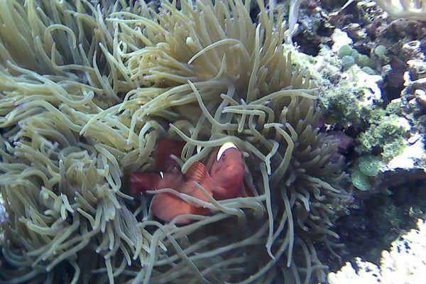 Spinecheek_Anemonefish_Siladen_Reef_Bunaken_Marine_Park_North_Sulawesi