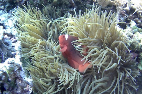 Spinecheek_Anemonefish_Siladen_Reef_Bunaken_Marine_Park_North_Sulawesi