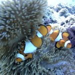 False_Clown_Anemonefishes_Siladen_Reef_Bunaken_Marine_Park_North_Sulawesi