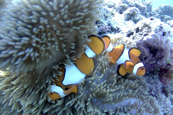 False_Clown_Anemonefishes_Siladen_Reef_Bunaken_Marine_Park_North_Sulawesi