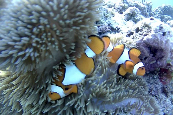 False_Clown_Anemonefishes_Siladen_Reef_Bunaken_Marine_Park_North_Sulawesi